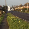 Rye in Spring
