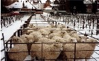 Rye Market 1997